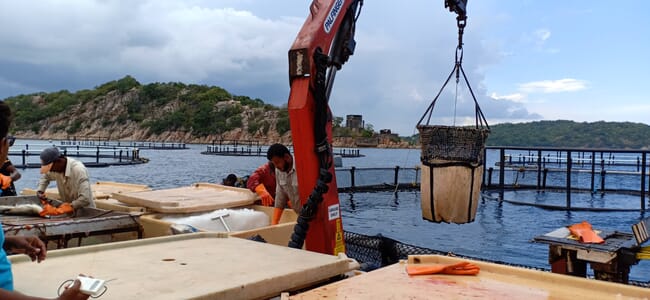harvesting sea cages