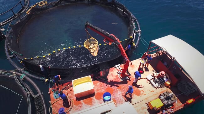 harvesting barramundi