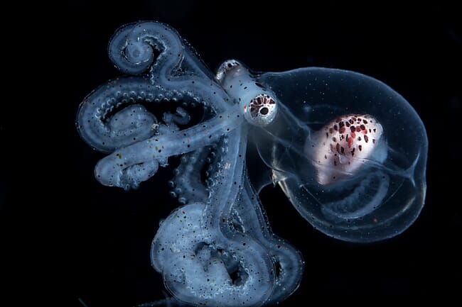 A very small, transparent octopus.