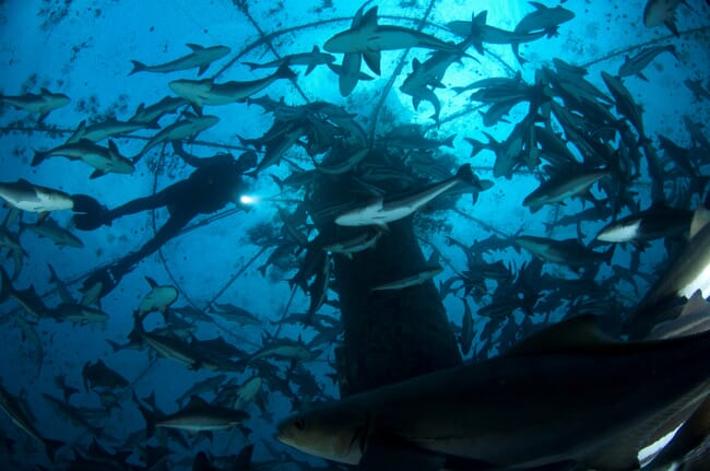 diver swimming near an ocean cage