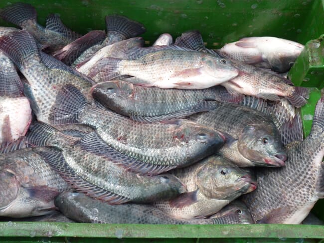 Harvested tilapia