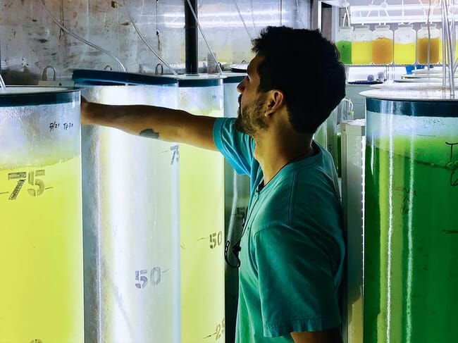 A man tending large containers of algae.