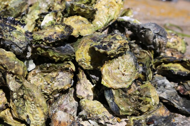 Pile of Pacific oysters on shore