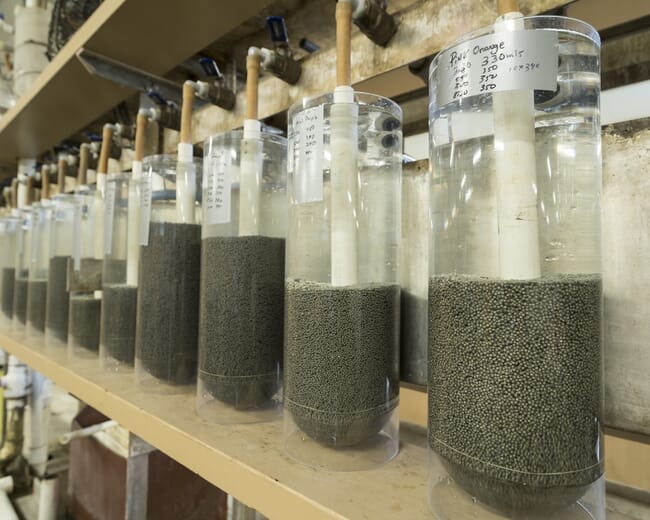 Jars of fish eggs on a shelf