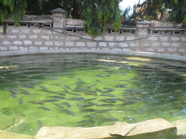 Fish pond at Pwani Fish Farm.