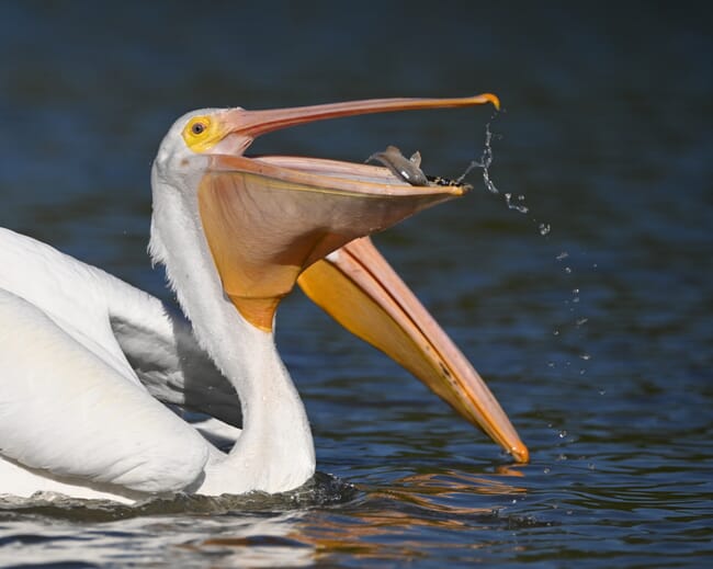 pelican