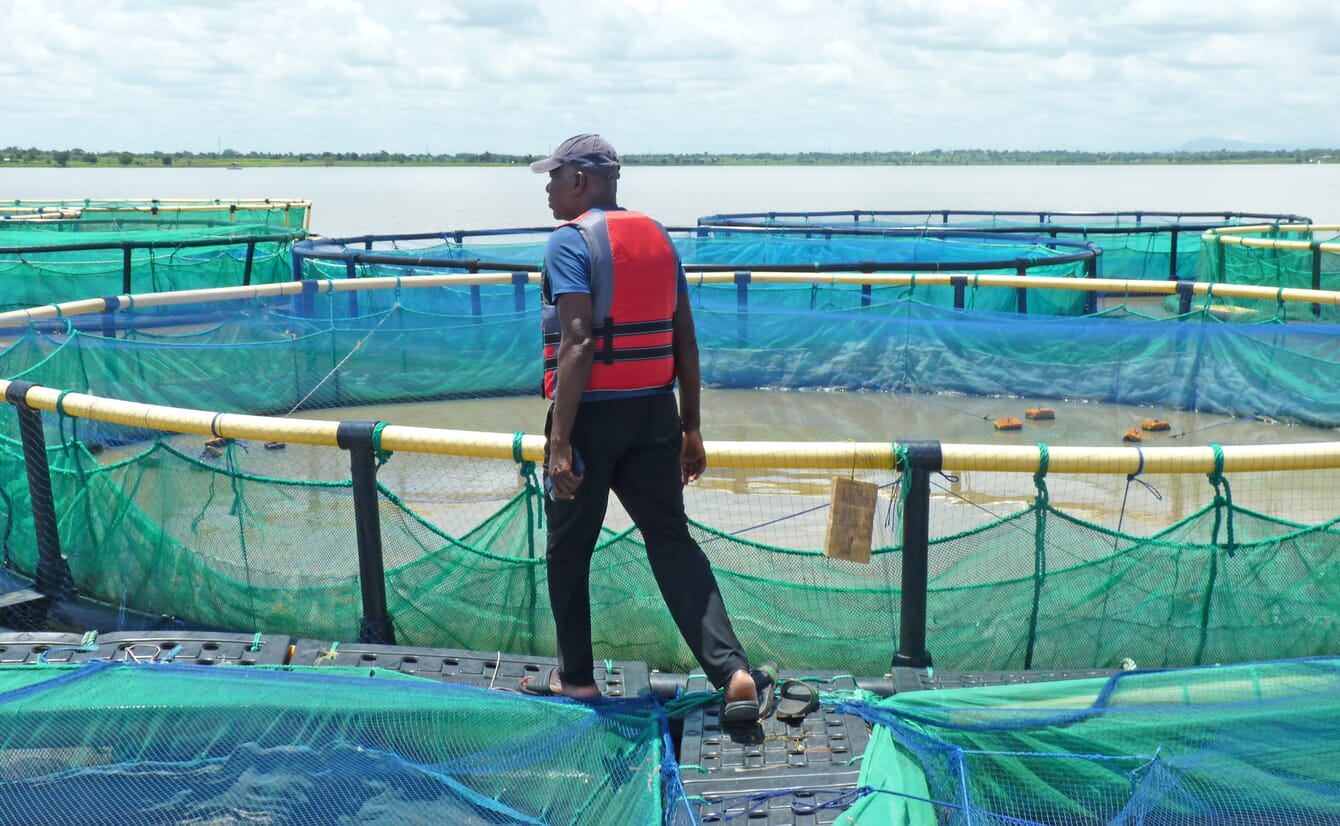 Pierrot Kokou Akakpovi looking into tilapia cage