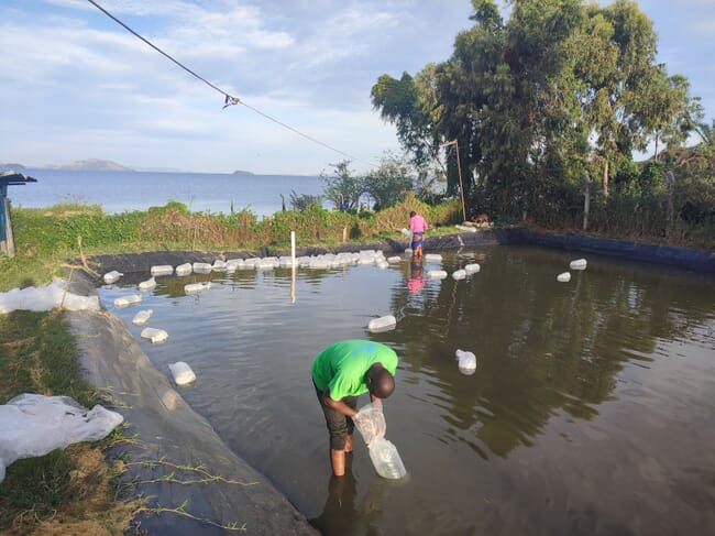 People standing in an earthen fish pond