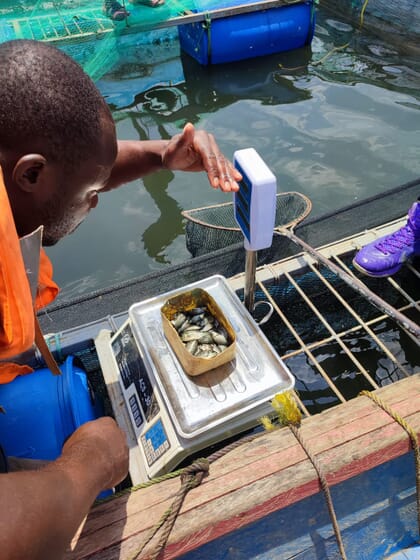 Person weighing fish fingerlings at the edge of a pond