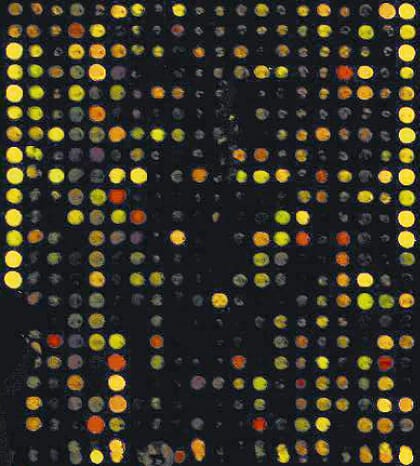 Portion of a genomic SNP array
