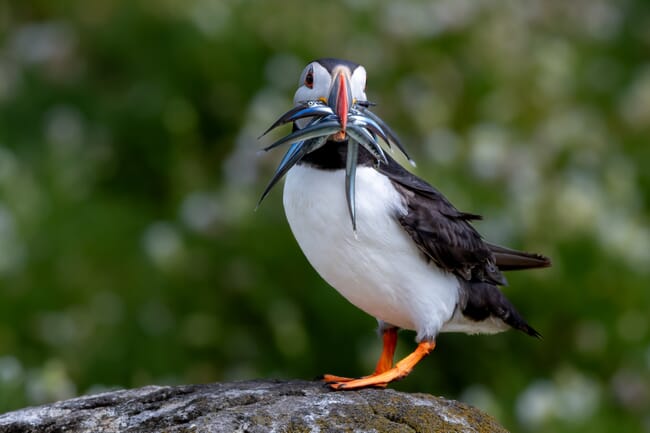 A bird with several small fish in its beak.