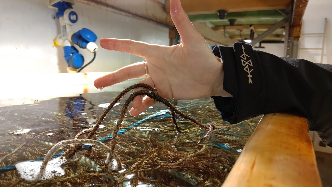 Ropes covered in juvenile seaweed.
