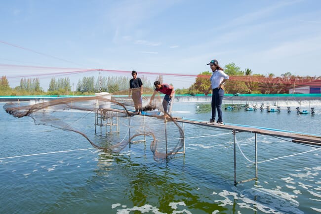 person tossing a net into a shrimp pond