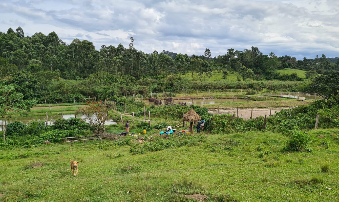 A fish pond set amidst lush vegetation.