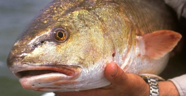 Red drum out of water
