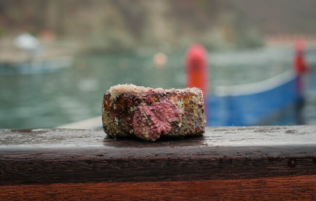 A block for growing algae.