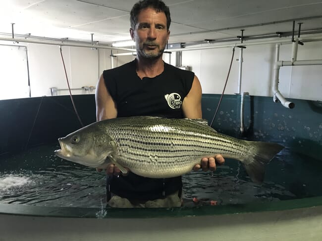 A man standing in a fish tank holding a large fish.