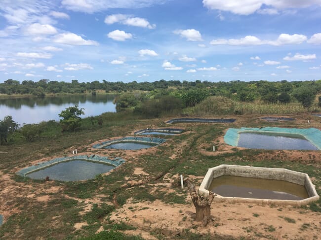 Series of earthen catfish breeding ponds, next to a river
