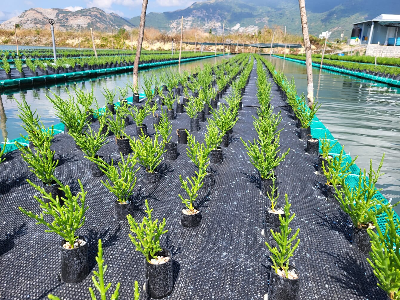 Plants growing on a floating platform in a pond.
