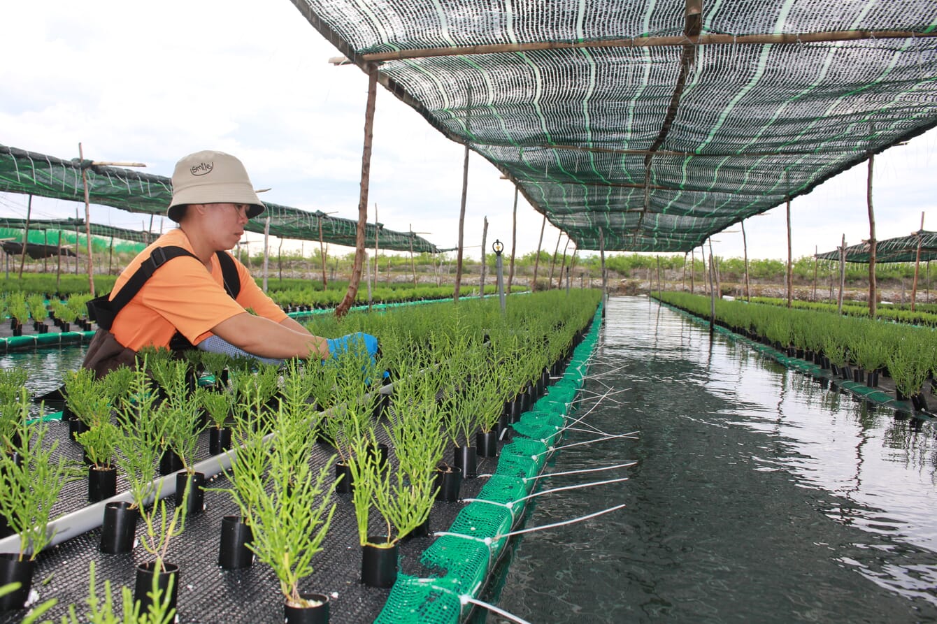 A person tending plants in a pond.