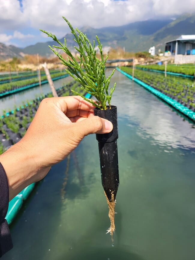 A plant grown in a tube.