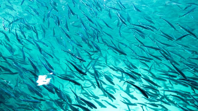 salmon smolts swimming in a tank
