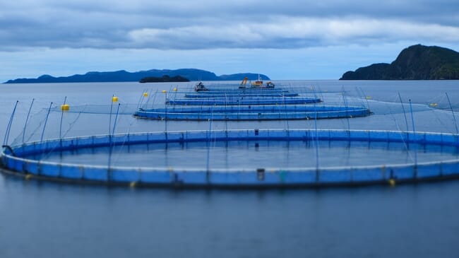 An aerial view of fish farming cages in the sea.