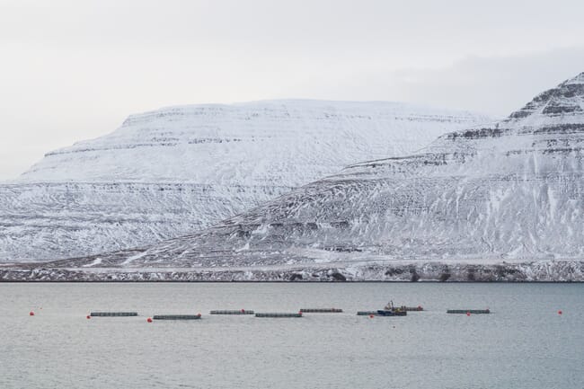 Fish pens in a fjord in front of snowy mountains.