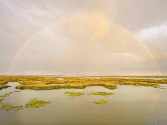 Rainbow over a salt marsh.