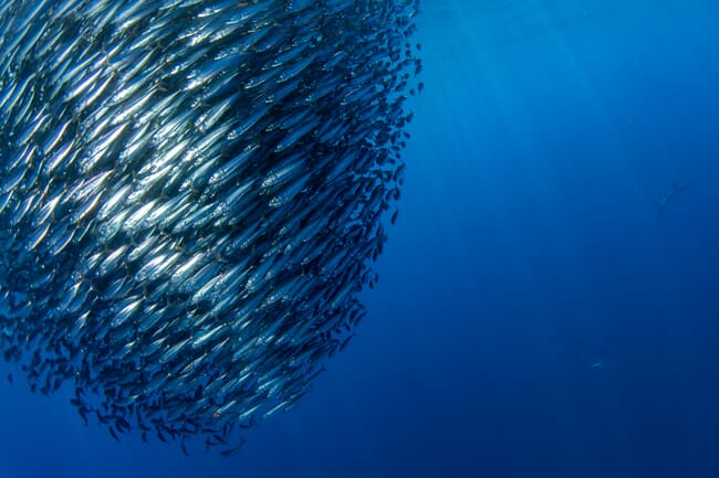 Sardine shoal underwater.
