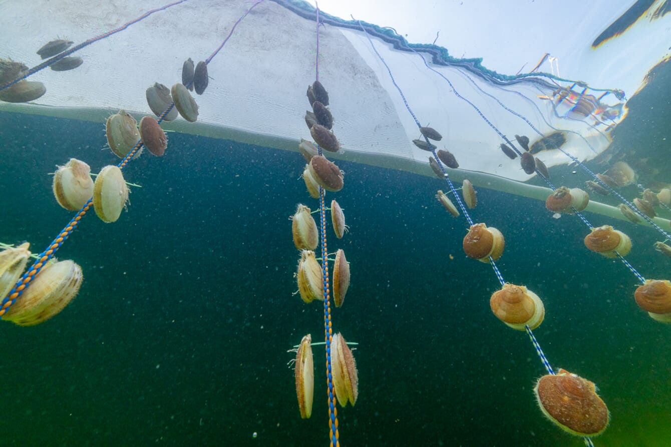 Scallops suspended underwater on lines.