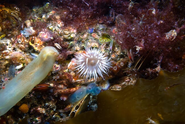 A close up of a rocky reef full of marine life.