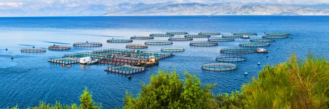 A marine finfish farm.