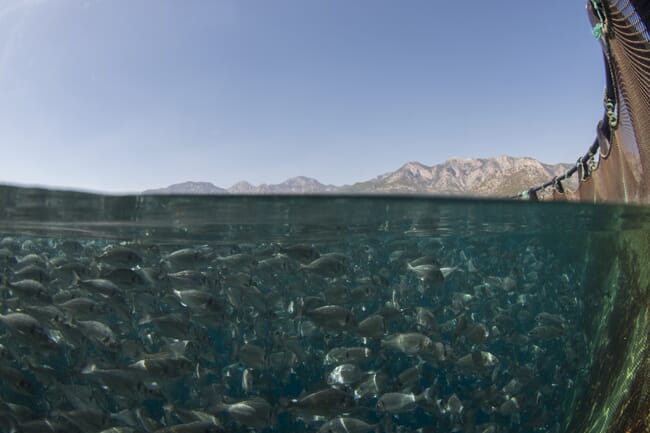 sea bream swimming in a net pen