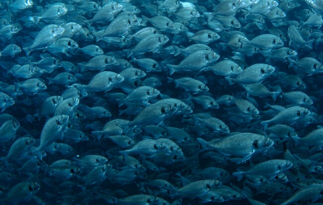 A shoal of sea bream underwater.