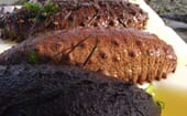 Sea cucumber broodstocks thumbnail