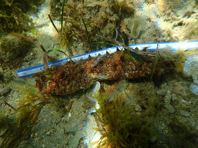 sea cucumber on the ocean floor