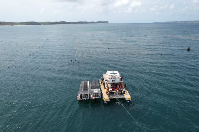 Aerial view of a seaweed farm