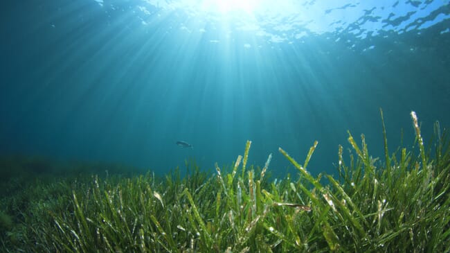 Close-up of seagrass meadows underwater.