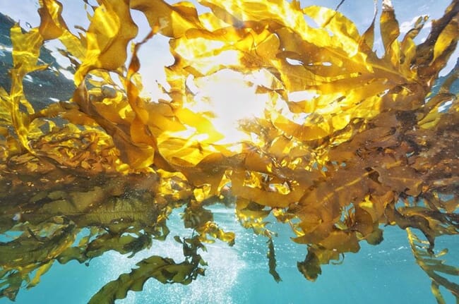 Kelp fronds in the ocean.