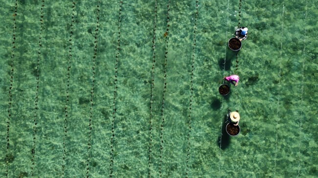 Seaweed farmers at work.