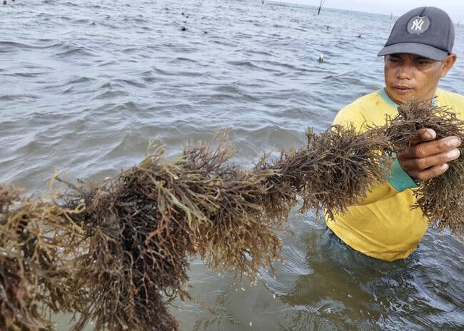 A man growing Gracilaria seaweed.