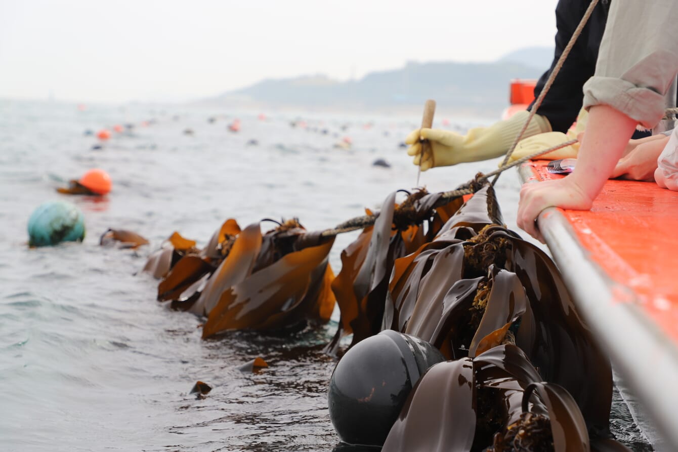 Kelp growing on rope
