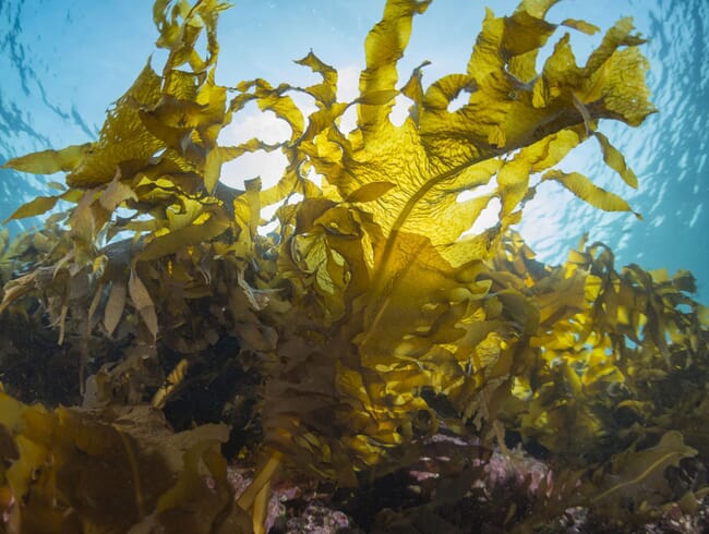 Seaweed underwater.
