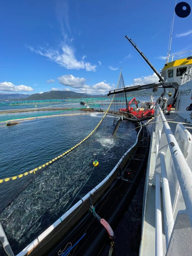 Crowding salmon in a pen using a net.