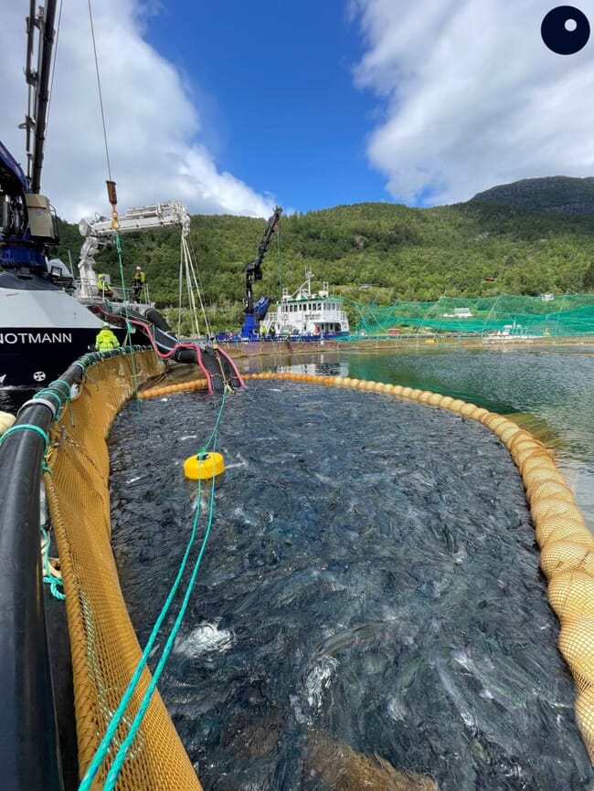 A pen full of salmon.