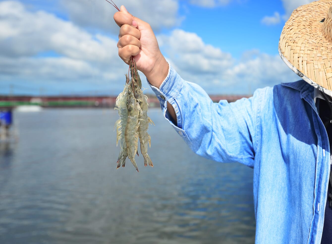 A person holding up three shrimp.