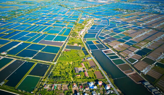 Aerial view of shrimp ponds