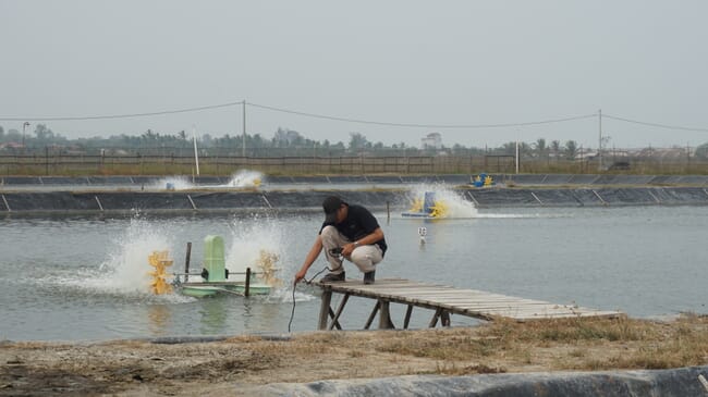 Person putting a robotic sensor into a shrimp pond