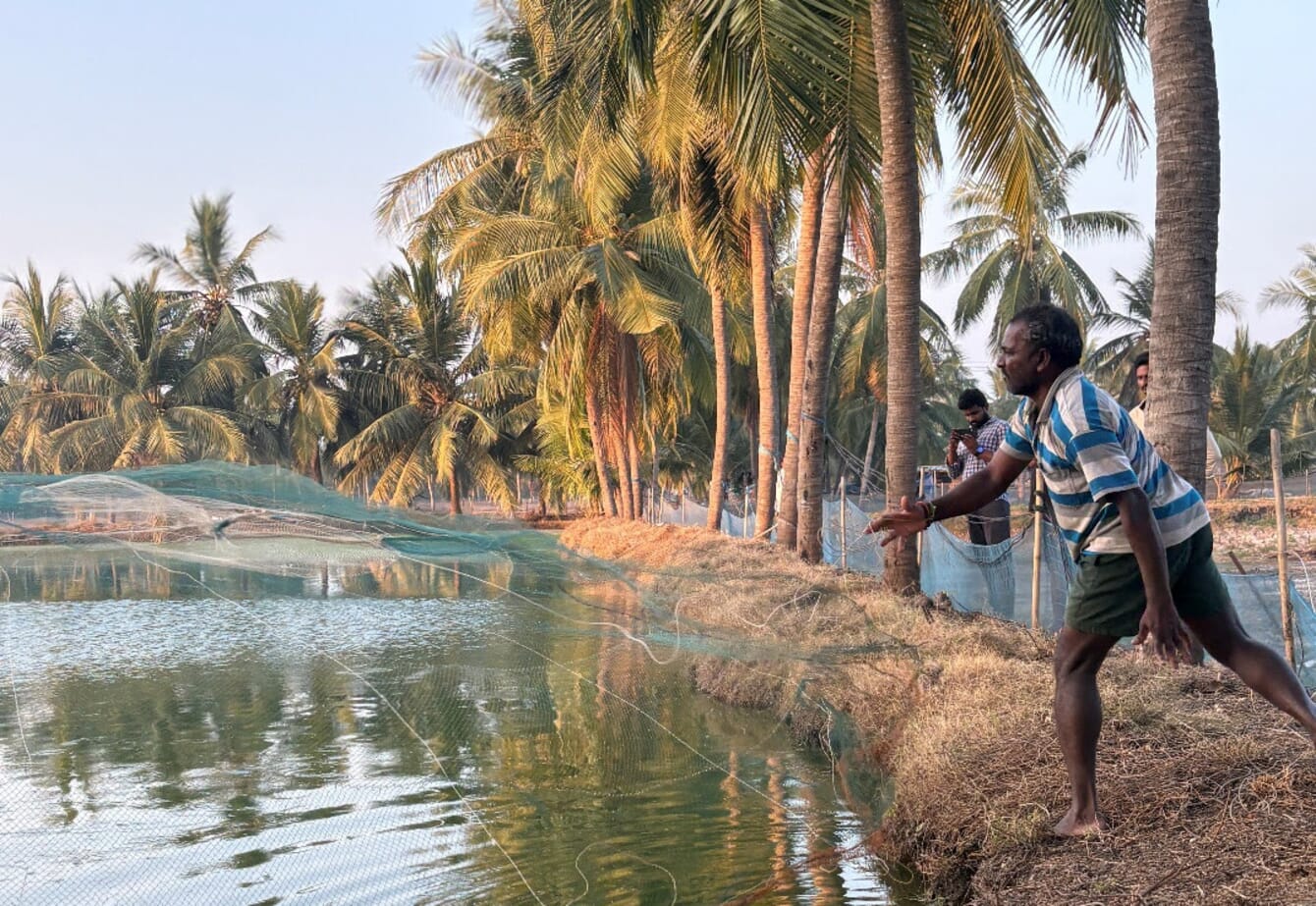 A shrimp farmer throwing a net to catch shrimp in an Indian shrimp farm, surrounded by palm trees.
